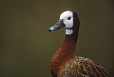 Image. Witwenpfeifgans