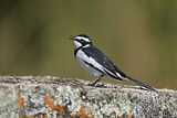 Image. Witwenstelze