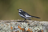 Image. Witwenstelze