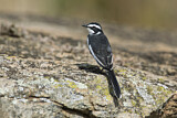 Image. Witwenstelze