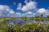Image. Wollgras Moorlandschaft