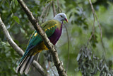 Image. Wompoo Fruit Dove