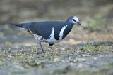 Image. Wonga Pigeon
