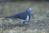 Image. Wonga Pigeon