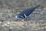 Image. Wonga Pigeon