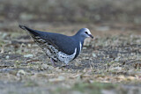 Image. Wonga Pigeon