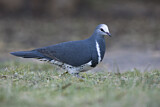 Image. Wonga Pigeon