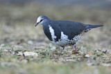 Image. Wonga Pigeon