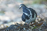 Image. Wonga Pigeon