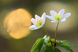 Image. Wood Anemone