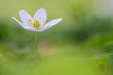 Image. Wood Anemone