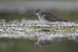 Image. Wood Sandpiper