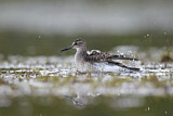 Image. Wood Sandpiper