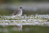 Image. Wood Sandpiper