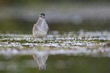 Image. Wood Sandpiper