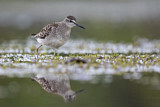 Image. Wood Sandpiper