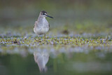 Image. Wood Sandpiper