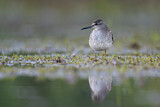 Image. Wood Sandpiper