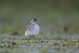 Image. Wood Sandpiper