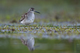 Image. Wood Sandpiper