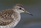 Image. Wood Sandpiper