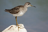 Image. Wood Sandpiper
