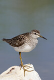 Image. Wood Sandpiper