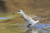 Image. Wood Sandpiper