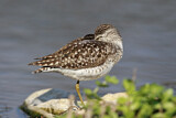 Image. Wood Sandpiper