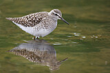 Image. Wood Sandpiper