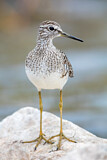 Image. Wood Sandpiper