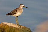 Image. Wood Sandpiper