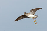Image. Wood Sandpiper