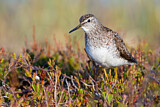 Image. Wood Sandpiper