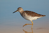 Image. Wood Sandpiper
