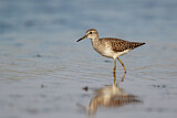 Image. Wood Sandpiper