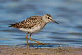 Image. Wood Sandpiper