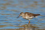 Image. Wood Sandpiper