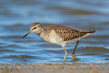 Image. Wood Sandpiper