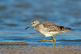 Image. Wood Sandpiper