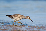 Image. Wood Sandpiper