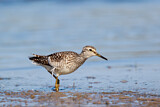 Image. Wood Sandpiper