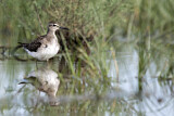 Image. Wood Sandpiper