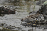 Image. Wood Sandpiper