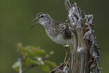 Image. Wood Sandpiper