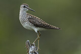 Image. Wood Sandpiper