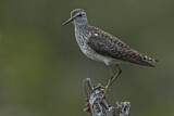 Image. Wood Sandpiper