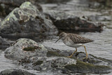 Image. Wood Sandpiper