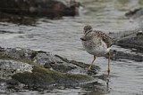Image. Wood Sandpiper