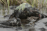 Image. Wood Sandpiper
